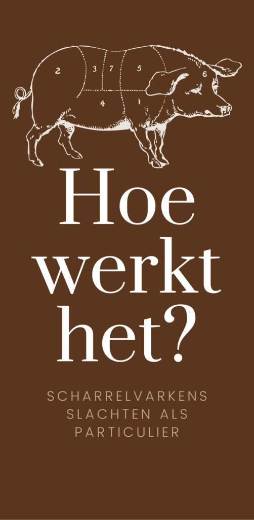 Hoe werkt het om je eigen varkens te laten slachten in Nederland? Zelf varkens slachten #scharrelvarkens #zelfvoorzienend #varkensslachten #varkens